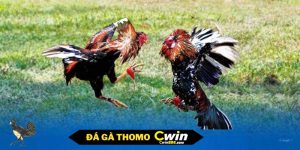 đại diện đá gà thomo cwin