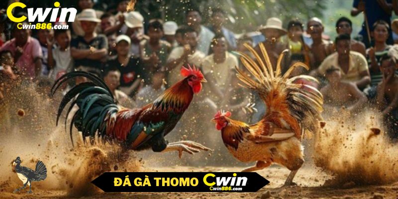 Đôi nét về đá gà Thomo