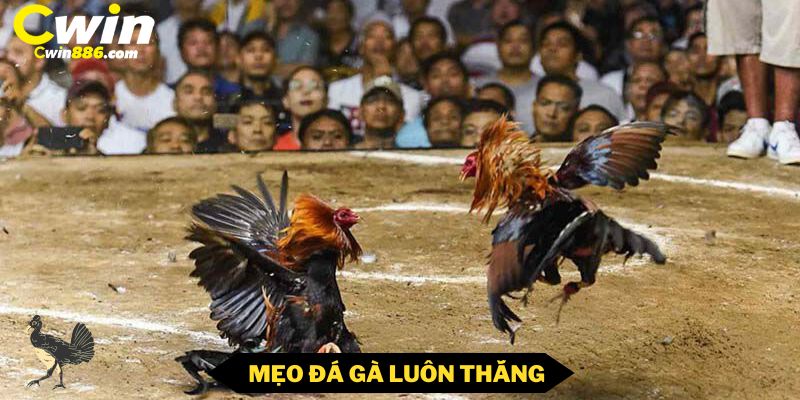 Mẹo đá gà luôn luôn thắng lợi